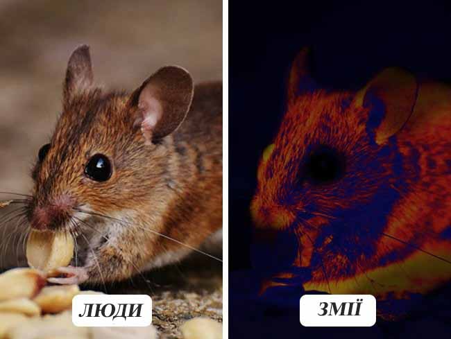 10 фотографій про те, як бачать тварини