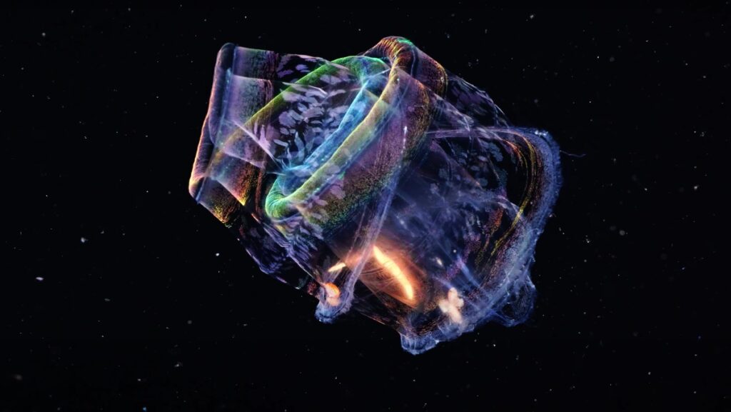 ᐈ 10 найбільших медуз у світі - великі медузи - самі великі медузи 2024