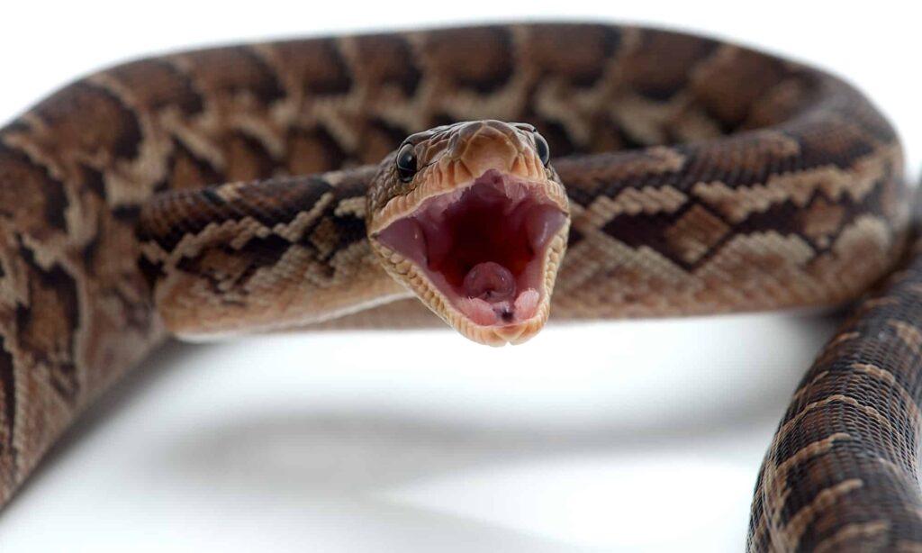 ᐈ 10 найбільших змій у світі - великі змії - самі великі 2024