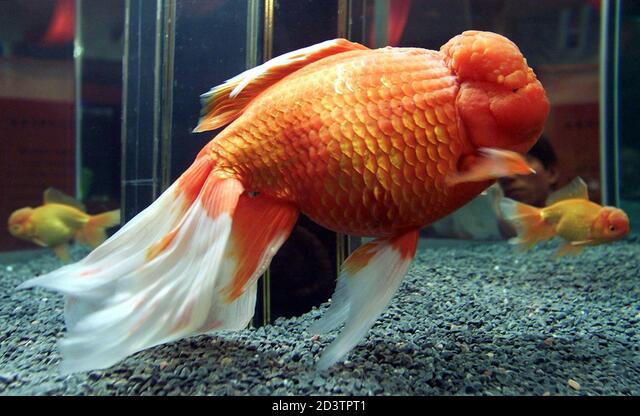 ᐈ 6 найбільших золотих рибок у світі - великі золоті рибки - самі великі 2024