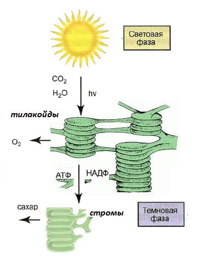 Фотосинтез - Що таке фотосинтез?