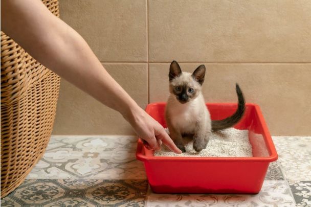 Коти - Як привчити кота користуватися лотком?