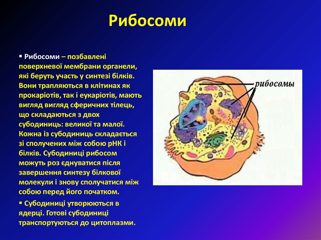 Рибосоми - Що таке рибосоми?