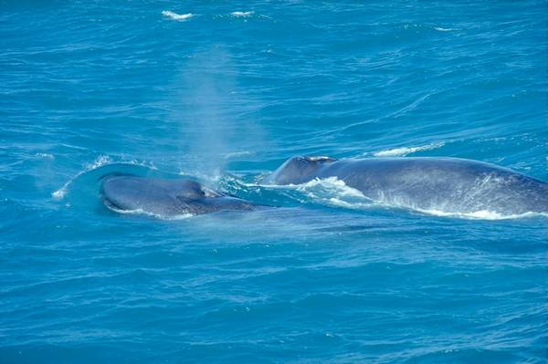 Синій кит - де живе і чим харчується синій кит, опис, характеристика та цікаві факти