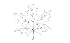 Як намалювати листок - малюємо різні листки рослин і дерев