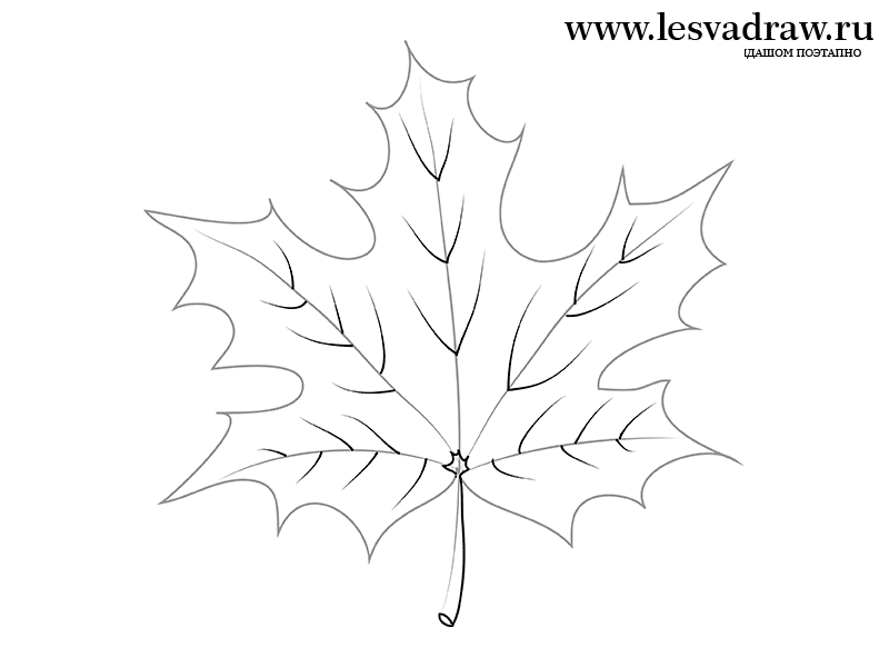 Як намалювати листок - малюємо різні листки рослин і дерев