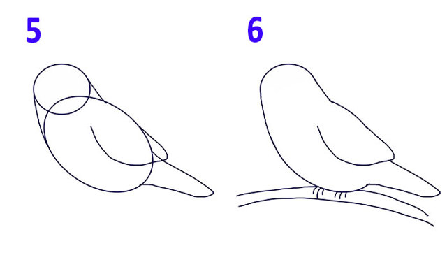 Як намалювати птаха - малюємо птаха поетапно