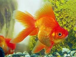 Золоті рибки - вся основна їнформація про акваріумних золотих рибок