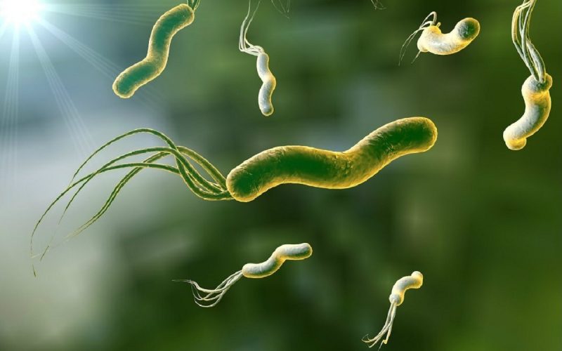 Яку загрозу здоров’ю людині несе бактерія Helicobacter pylori?