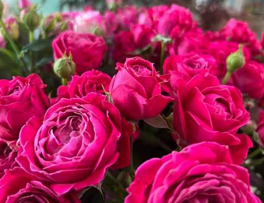 Чому так важливо обрати якісні саджанці троянд