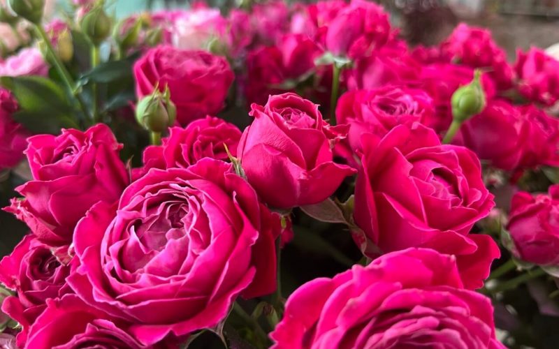 Чому так важливо обрати якісні саджанці троянд