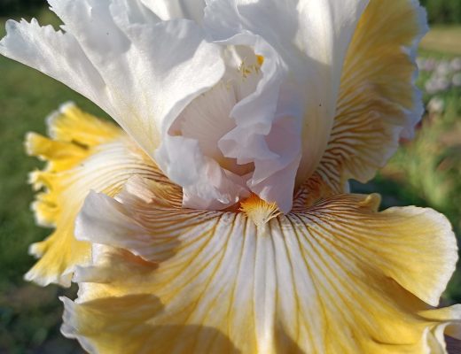 Гармонія та екзотика в саду: Іриси пласкої форми та сучасні лілейники