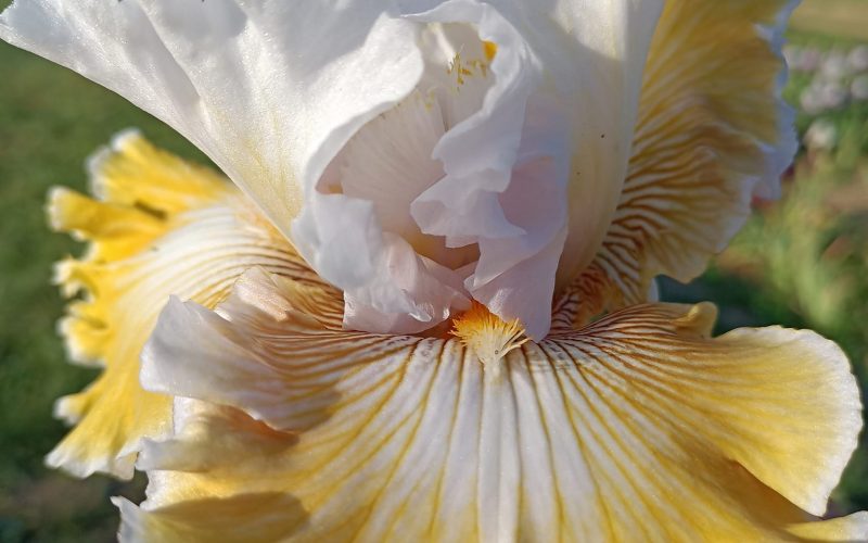 Гармонія та екзотика в саду: Іриси пласкої форми та сучасні лілейники