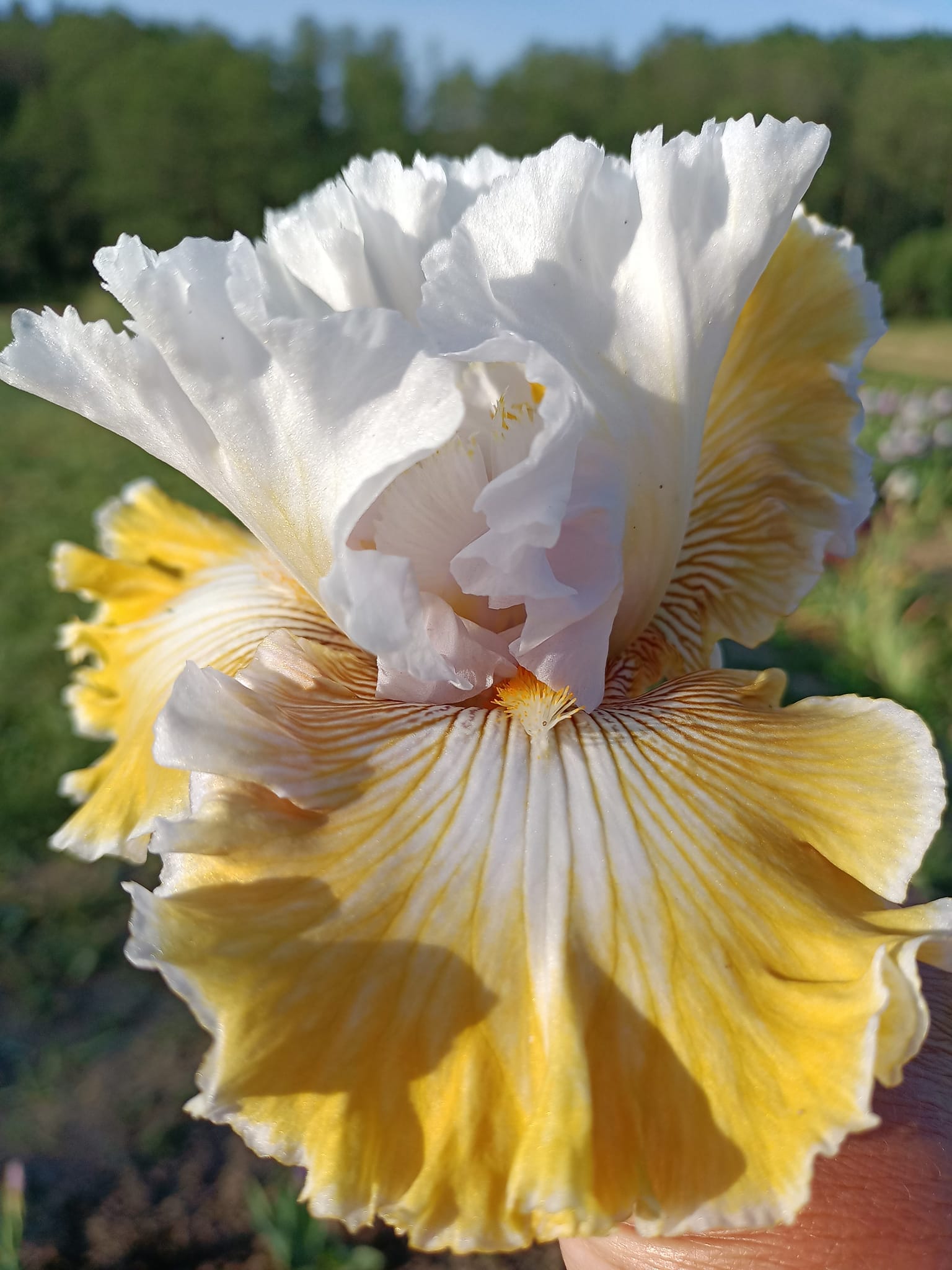 Гармонія та екзотика в саду: Іриси пласкої форми та сучасні лілейники